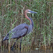 "Goliath Heron" St. Lucia, South Africa